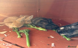 Mixed Breed rabbits for sale: Baby rabbits  - Image 1