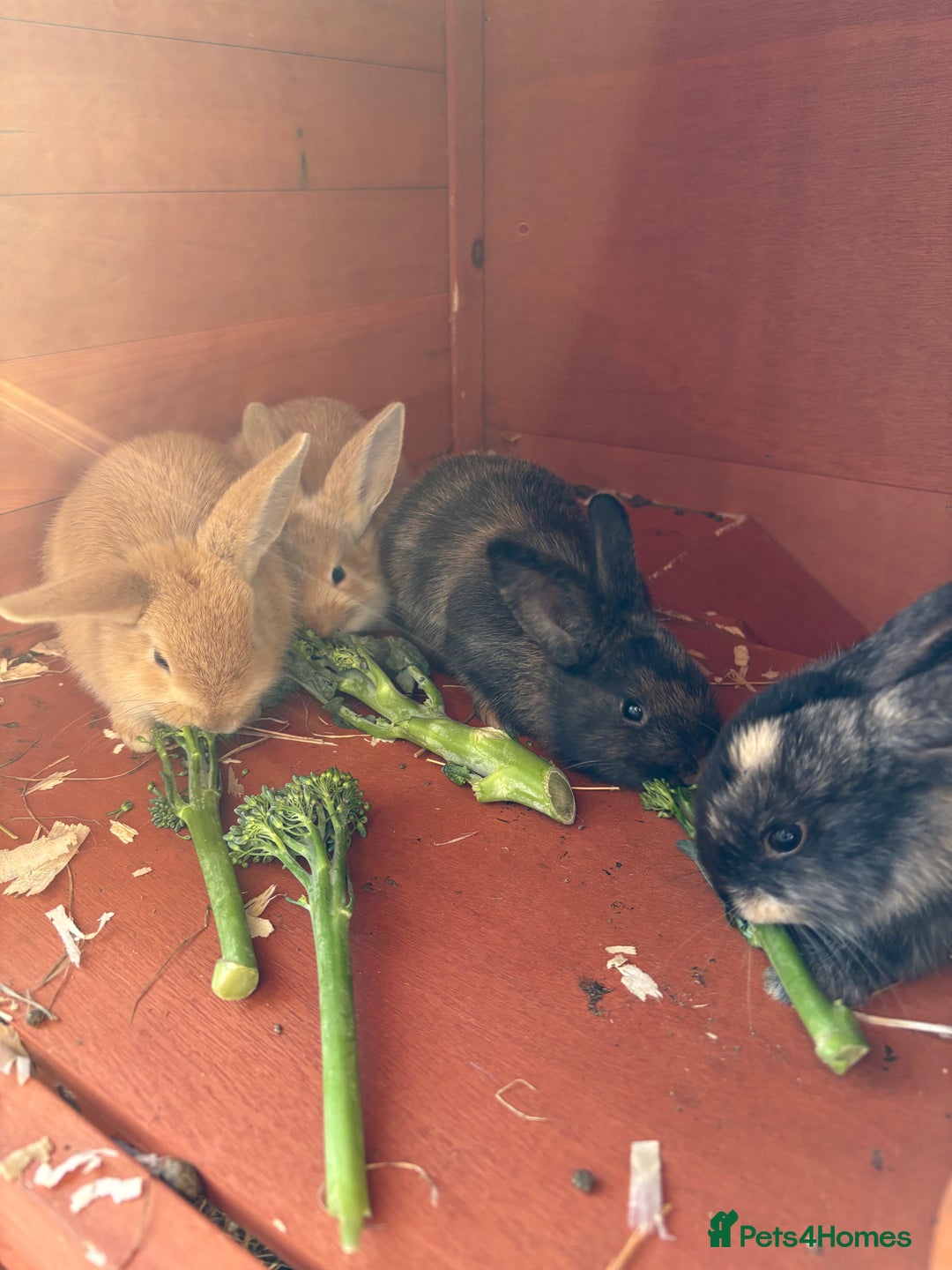 Mixed Breed rabbits for sale: Baby rabbits  - Image 1