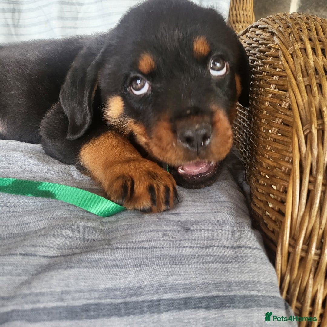 Rottweiler dogs for sale: Chunky Rottweiler Puppies  - Image 8