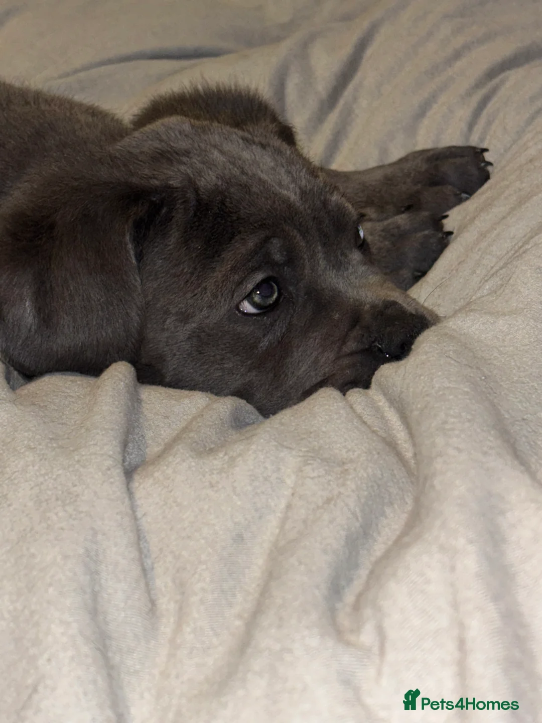 Cane Corso dogs for sale: One Blue Boy Cane Corso puppy 🐶💙 - Advert 6