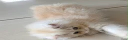 Persian cats for sale: *Last One* “Pebble” Beautiful Pure Persian Kittens - Advert 11
