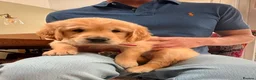 Golden Retriever dogs for sale: Golden Retriever puppy for adoption  - Advert 9