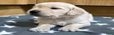 Puppy 1 - Yellow