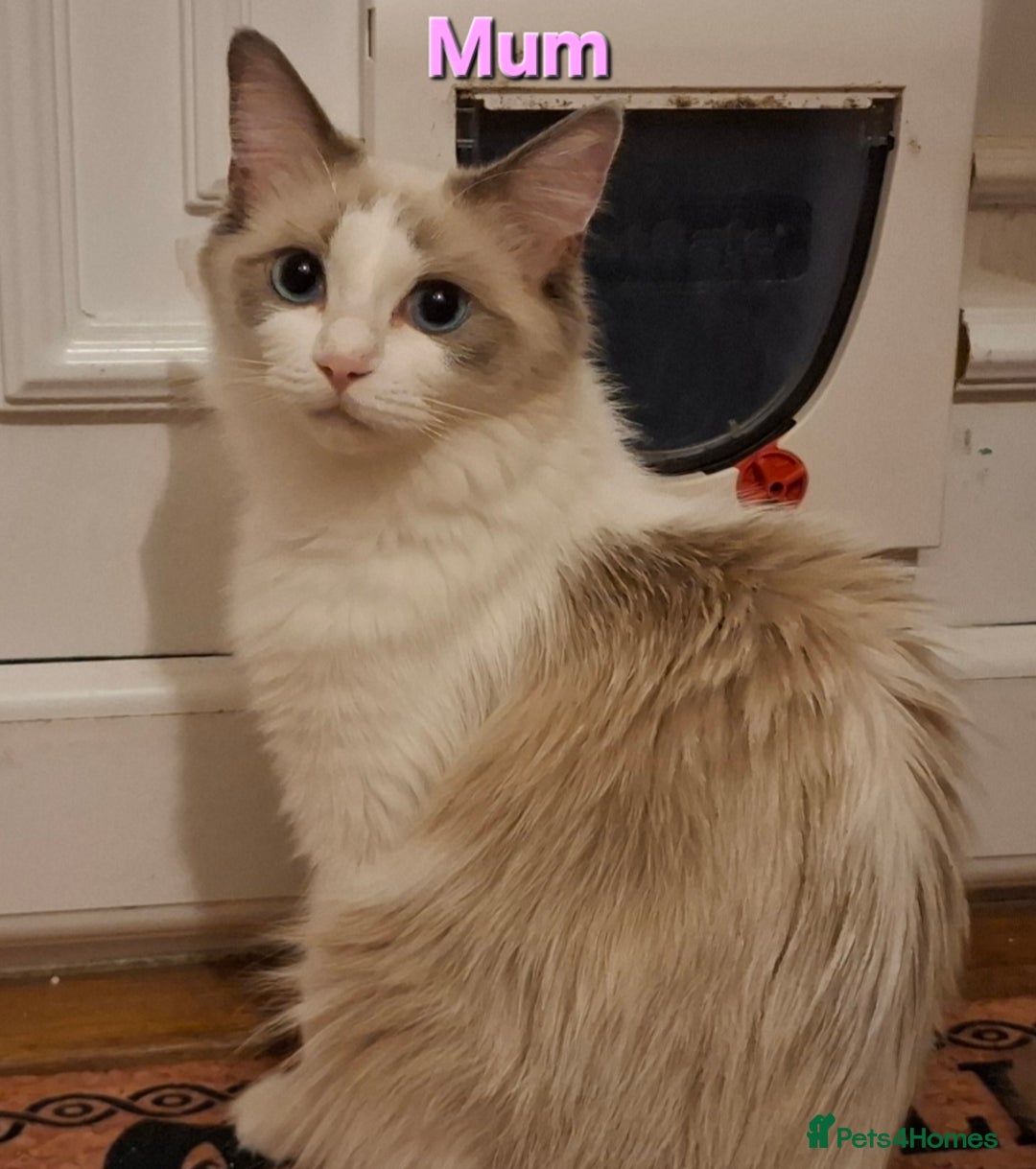 Ragdoll cats for sale: GCCF Gorgeous Pure Pedigree Ragdoll Kittens - Image 27