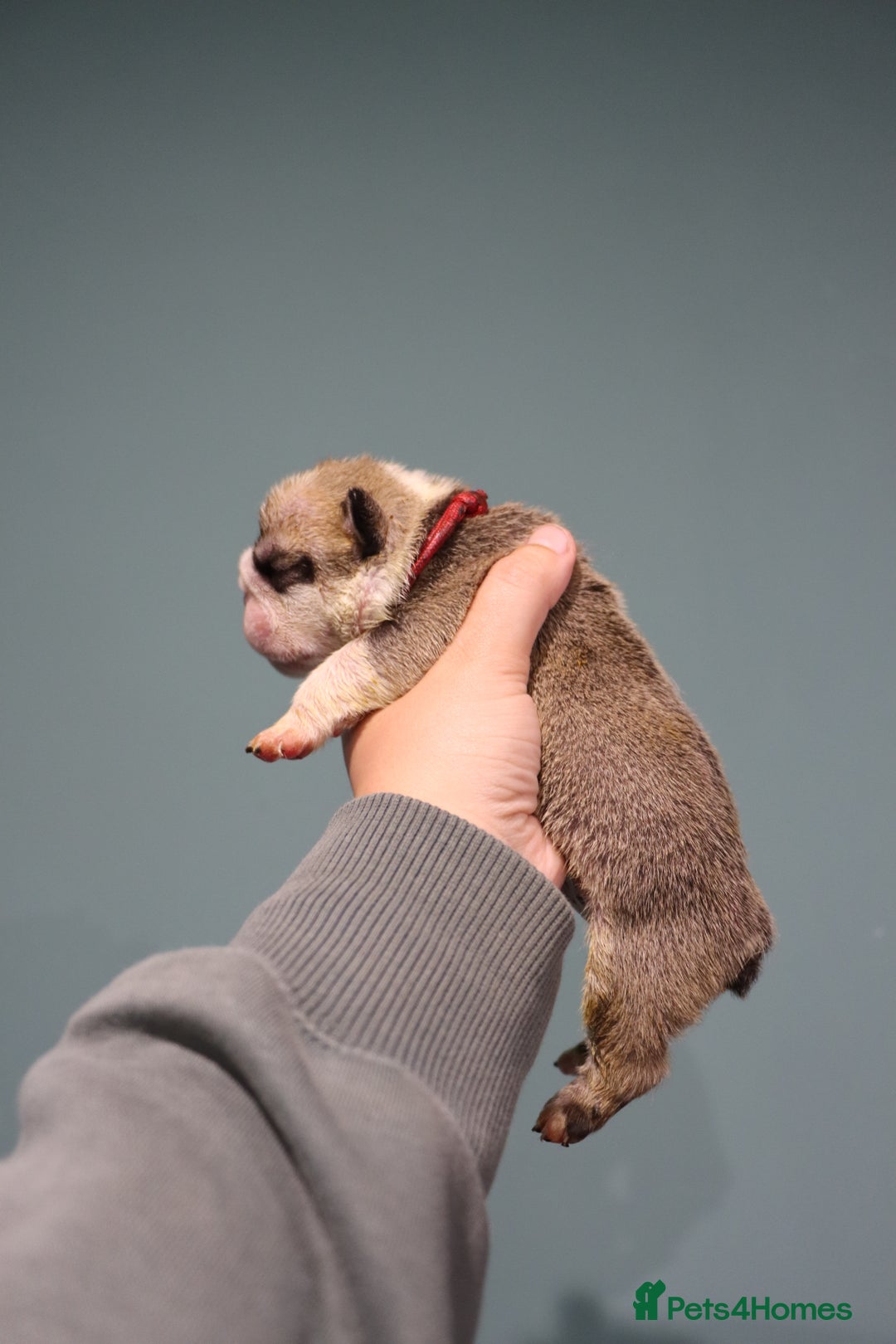 English Bulldog dogs for sale: English bulldog puppies  - Image 5