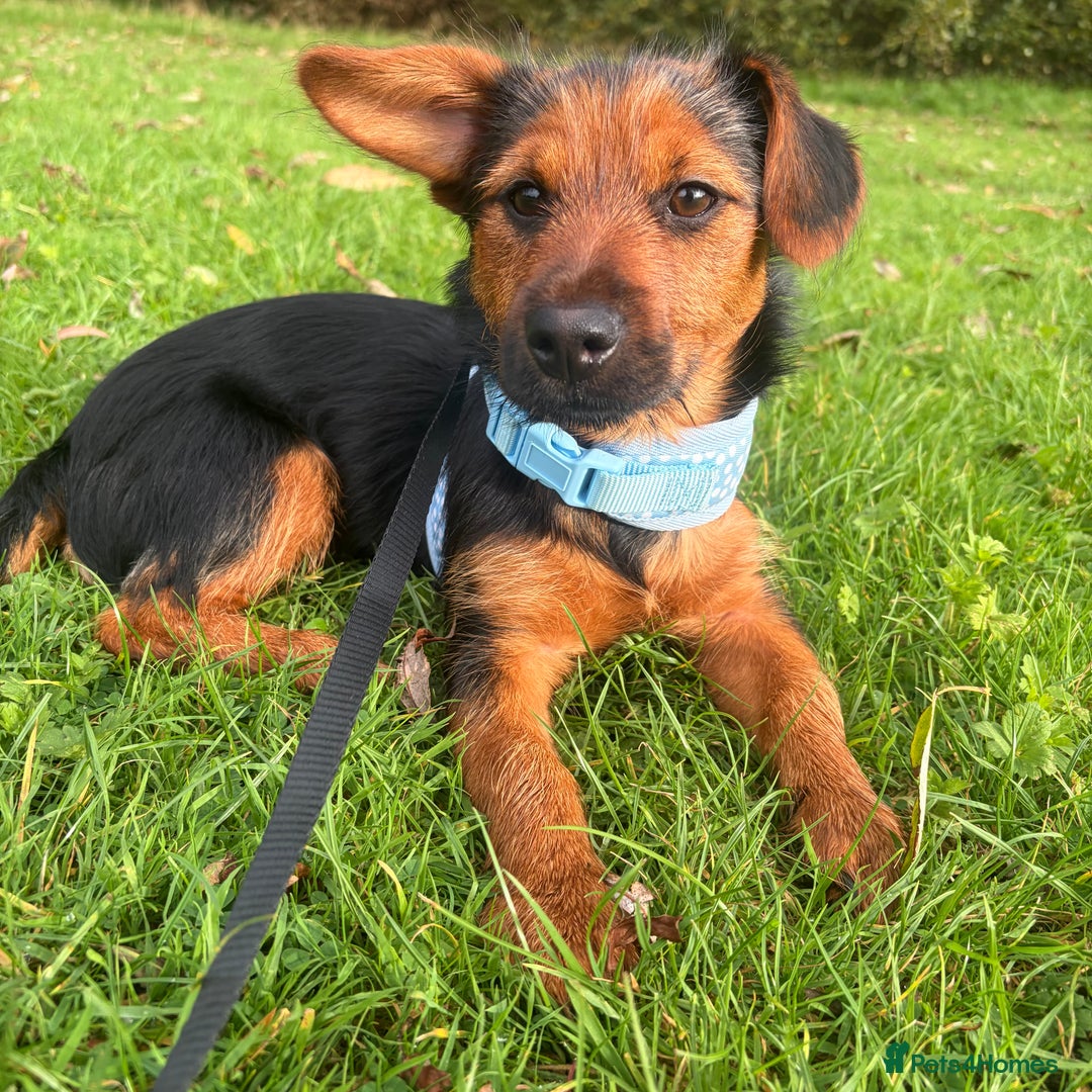 Mixed Breed dogs for sale: 7 month old jack Russel mix - Advert 2