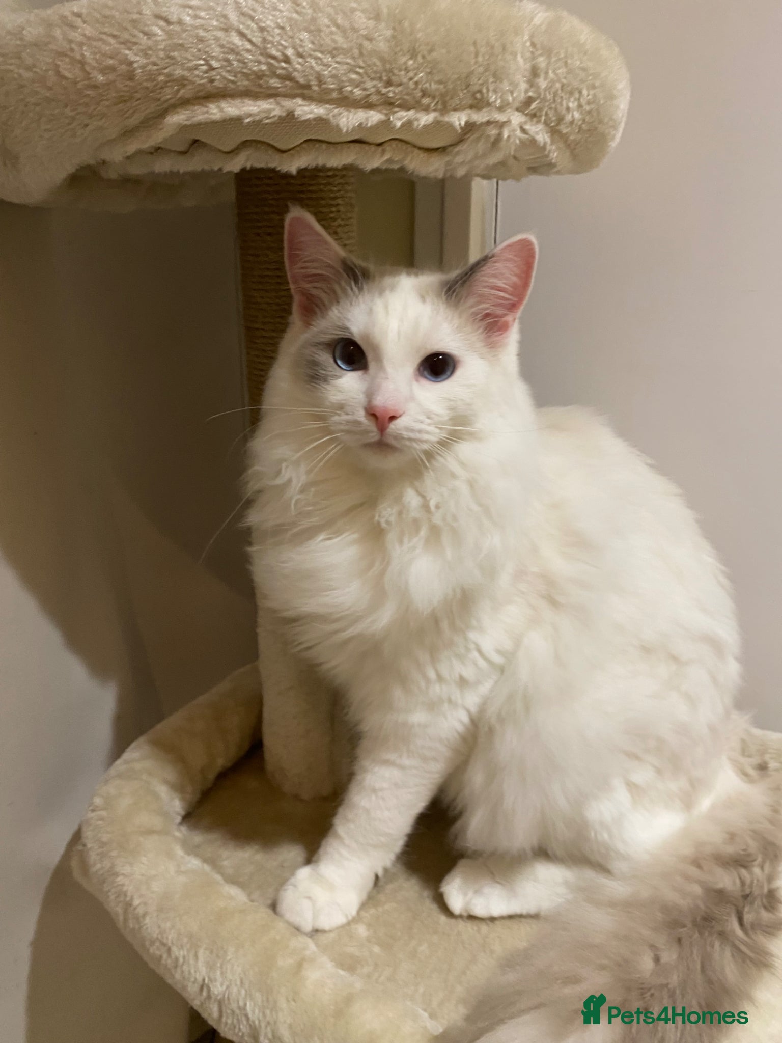 Ragdoll cats Stunning Ragdoll Male for Sale - Advert 1