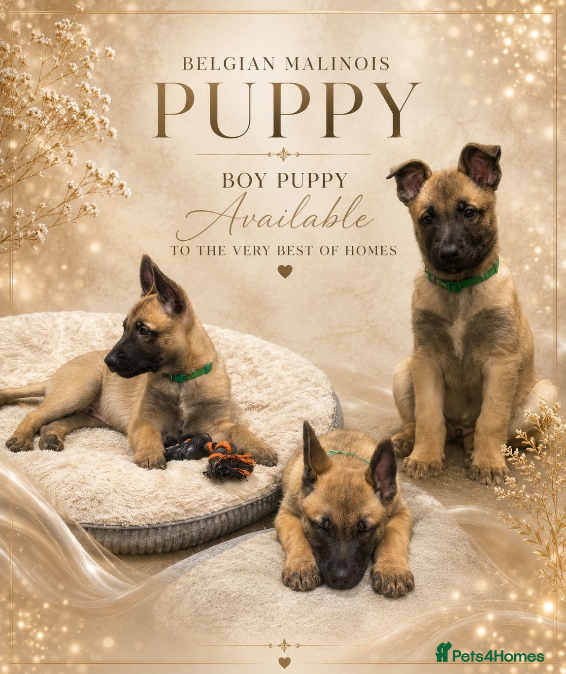 Belgian Shepherd Dog dogs ✨Availability Update✨ - Advert 2