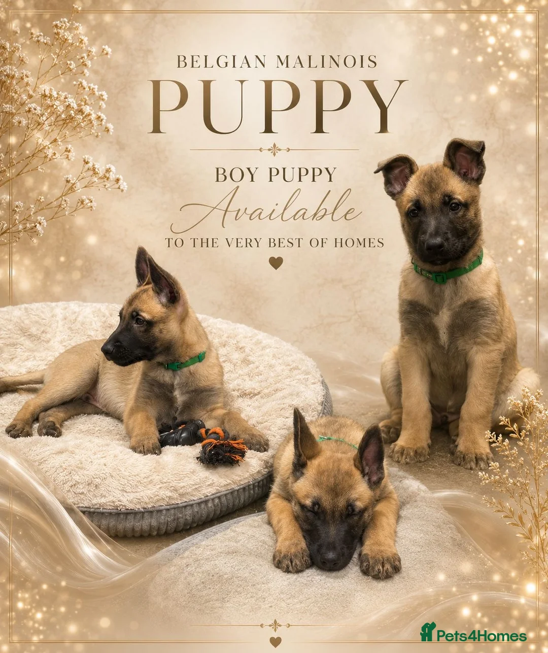 Belgian Shepherd Dog dogs for sale: ✨Availability Update✨ - Advert 2