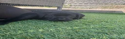 Labrador Retriever dogs for sale: Gorgeous English Labradors * 1 boy available*  - Advert 11