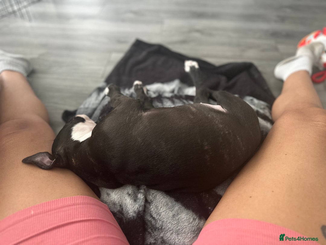 Staffordshire Bull Terrier dogs for sale: Puppy for sale she is 10 weeks old  - Advert 4