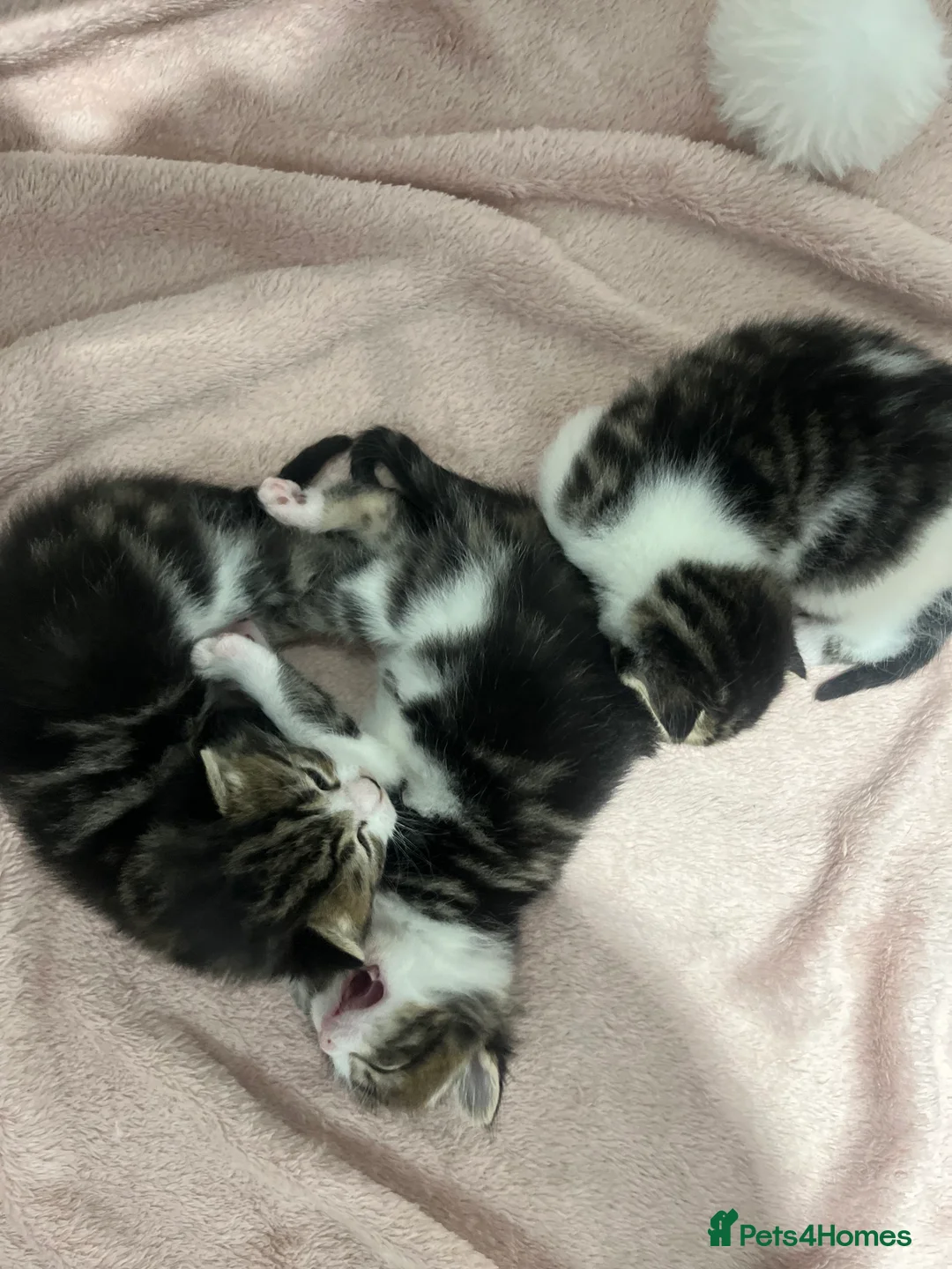 Mixed Breed cats for sale: Three short haired tabby  - Advert 2