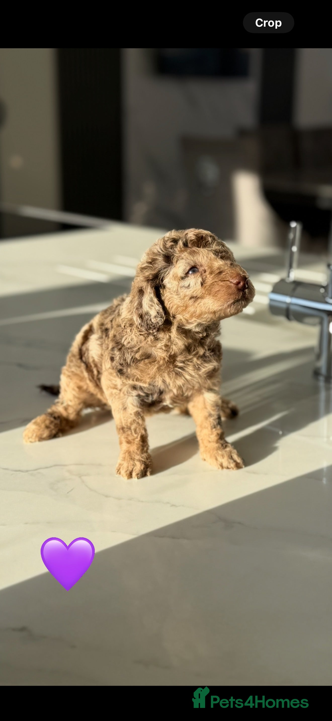 Cockapoo dogs Gorgeous Chocolate Cockapoo litter  - Advert 1