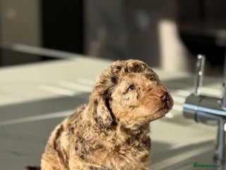 Cockapoo dogs Gorgeous Chocolate Cockapoo litter - Advert 4