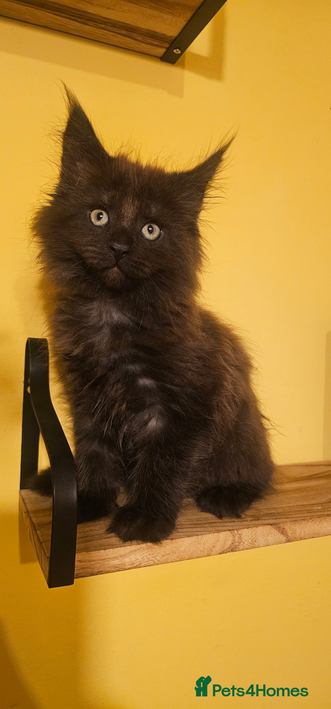 Maine Coon cats for sale: Purebred Maine Coon kittens from pedigree parents  in Lichfield - Image 27