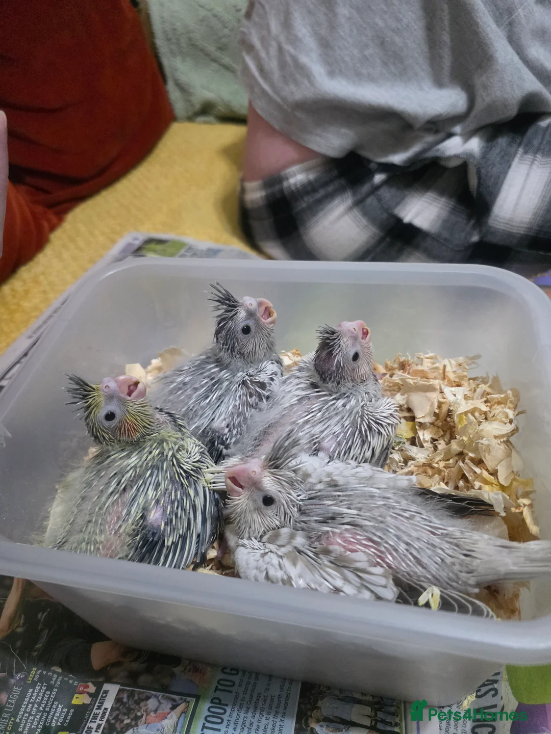 Cockatiels birds for sale: Baby cockatiels mixed  - Advert 25