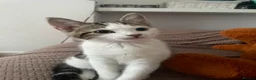 Mixed Breed cats for sale: Tabby & White Male Cat in London - Advert 2