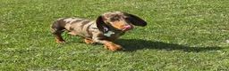 Dachshund dogs for sale: Beautiful Smooth minis for sale  - Advert 10