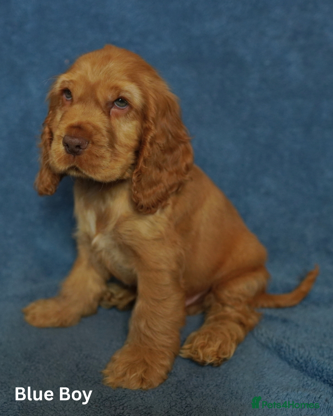 Cocker Spaniel dogs for sale: DNA Tested parents, Quality, Show Type puppies - Advert 6