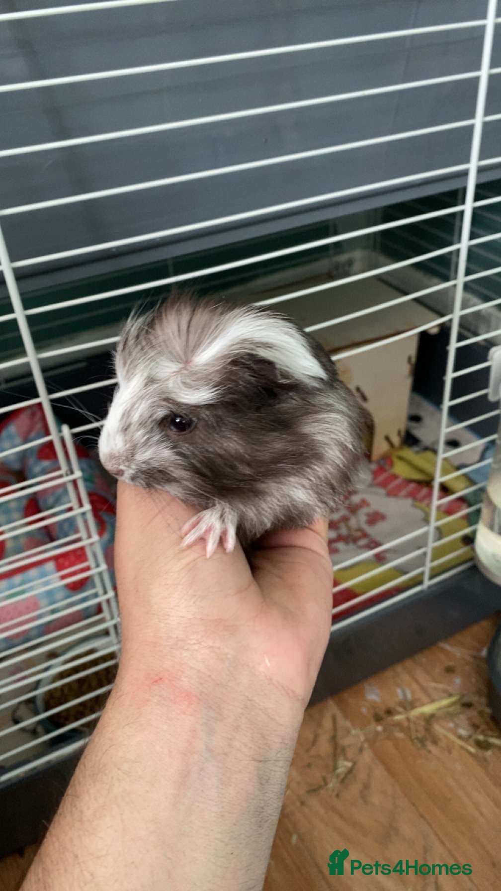 Guinea Pig rodents 1 female guniea pig and 4 boys  - Advert 3