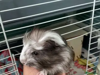 Guinea Pig rodents 1 female guniea pig and 4 boys - Advert 3