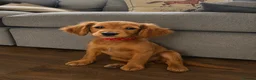 Goldendoodle dogs for sale: Golden Doodles (miniatures) - Advert 9