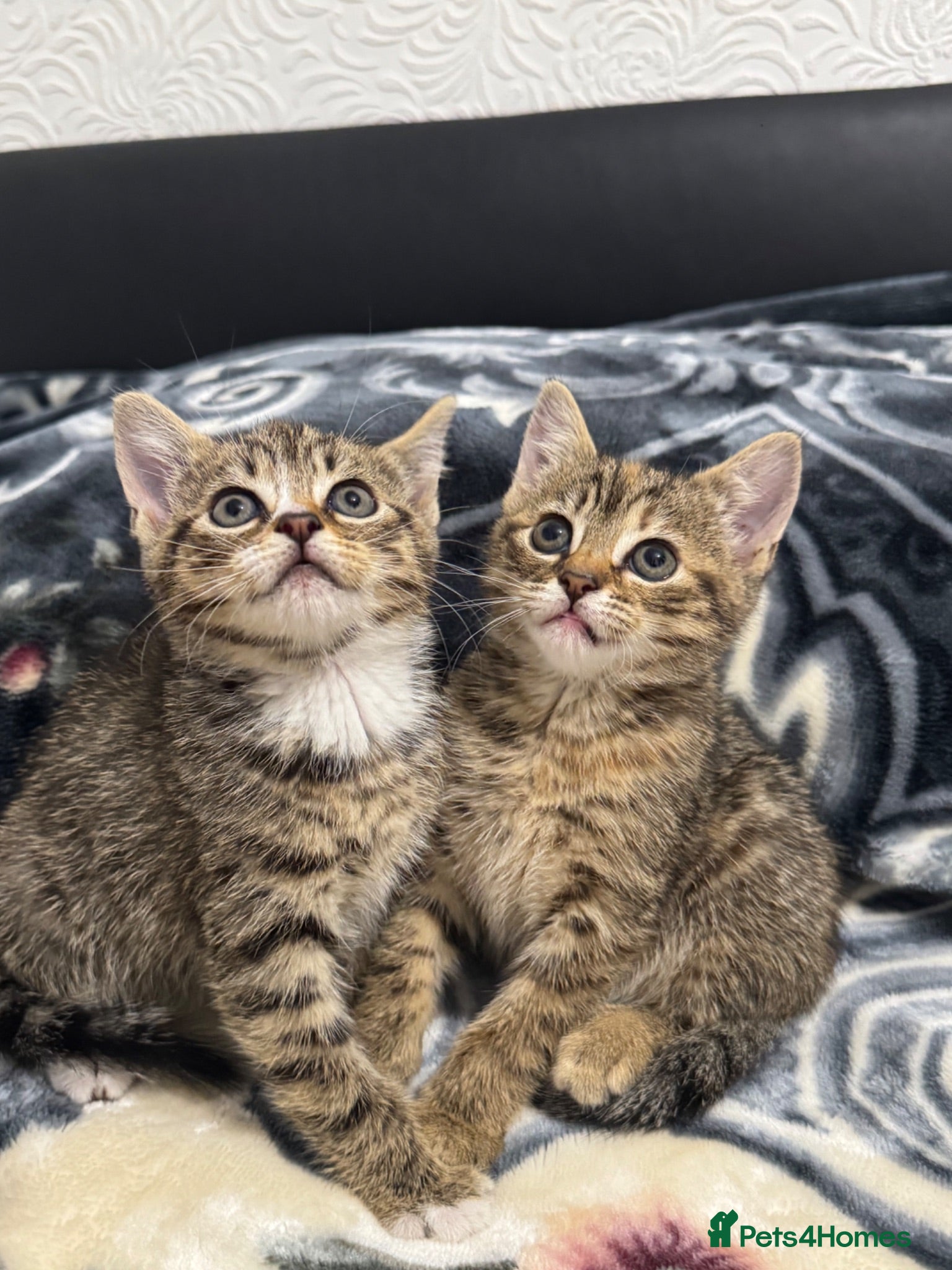 Mixed Breed cats Kittens for sale!  - Advert 3