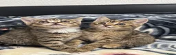 Mixed Breed cats for sale: Kittens for sale!  - Advert 1