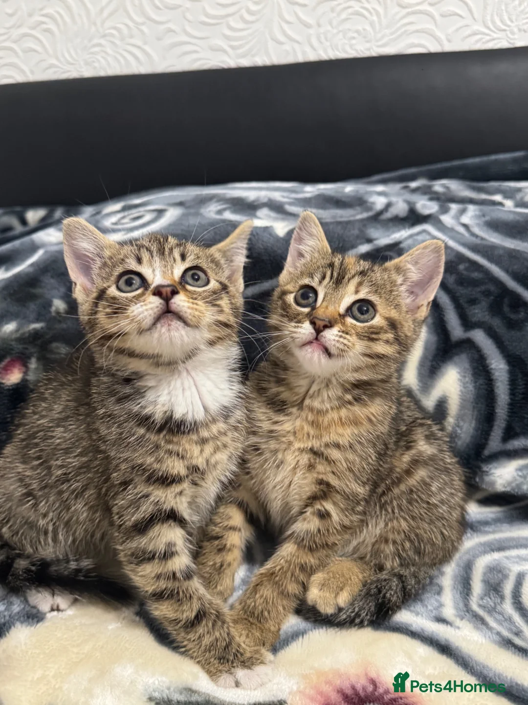 Mixed Breed cats for sale: Kittens for sale!  - Advert 1