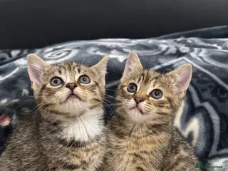 Mixed Breed cats Kittens for sale! - Advert 1