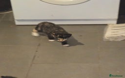 British Shorthair cats for sale: 2 kittens available now. B/w and calico - Image 7