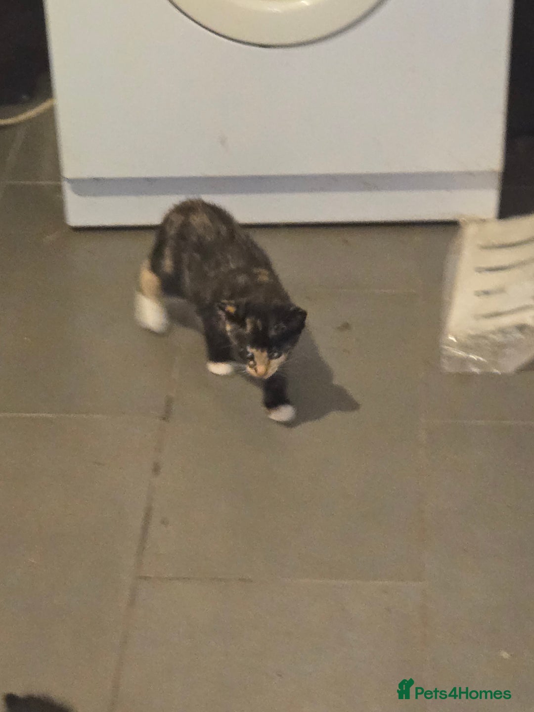 British Shorthair cats for sale: 2 kittens available now. B/w and calico - Image 7