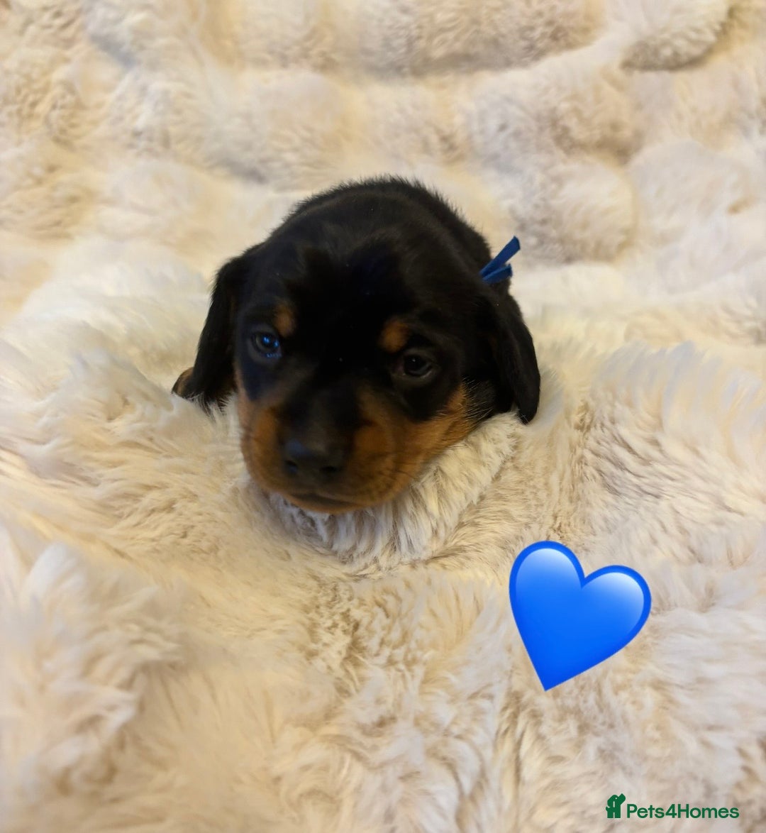Miniature Dachshund dogs for sale: 🥇KC Registered Miniature Dachshunds Champion Line - Advert 15