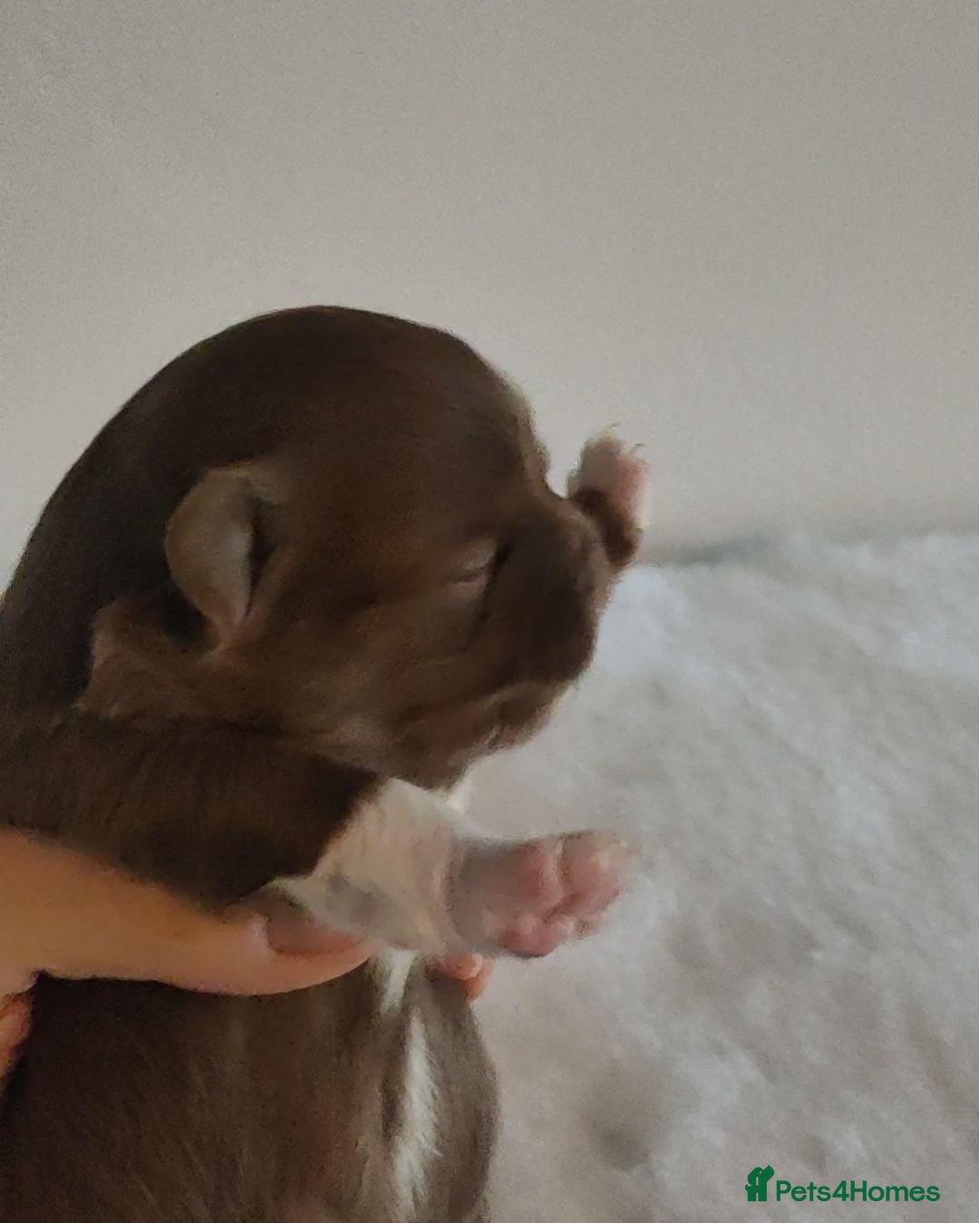 Chihuahua dogs Three stunning long coat puppies  - Advert 2