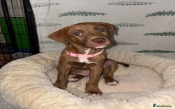 Mixed Breed dogs for sale: Beautiful pups for sale  - Image 3