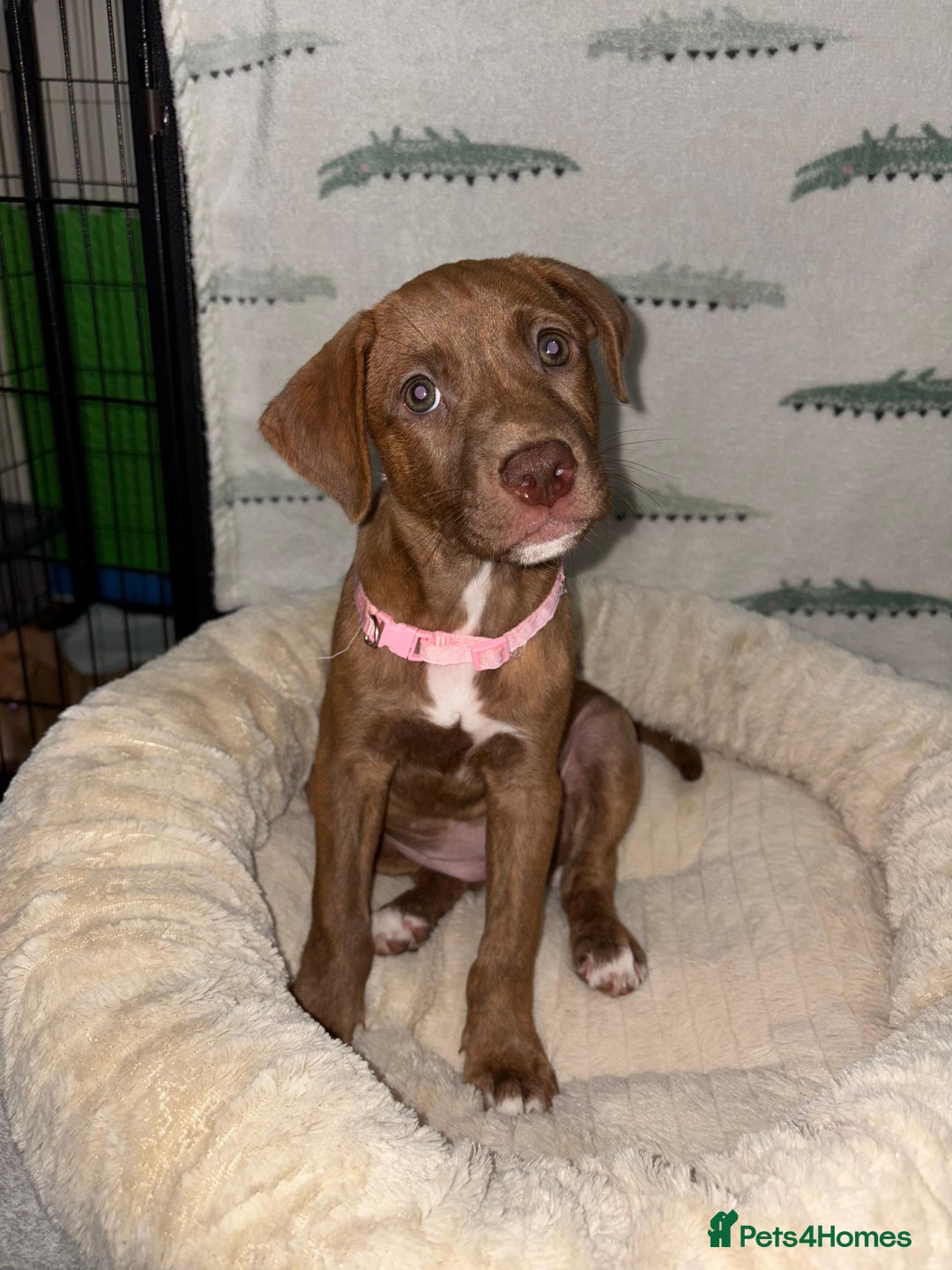 Mixed Breed dogs for sale: Beautiful pups for sale  - Image 3