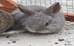 Lionhead rabbits for sale: Lionhead x - Image 3