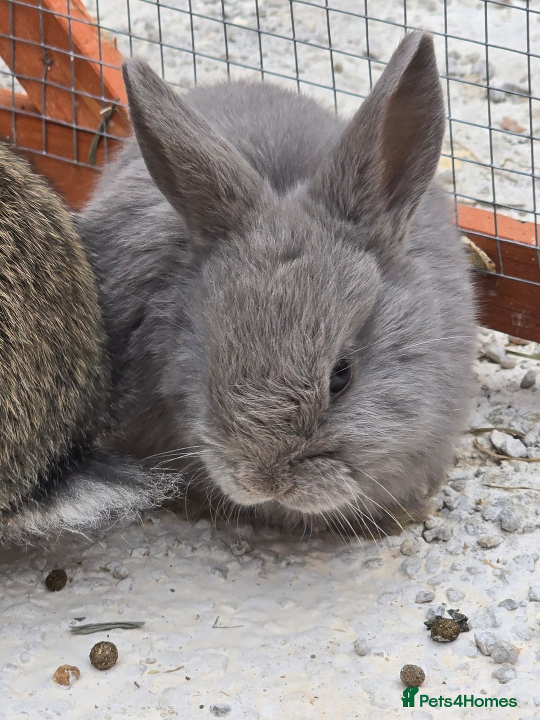 Lionhead rabbits for sale: Lionhead x - Image 3