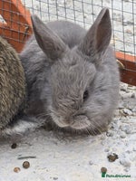 Lionhead rabbits - Advert 4