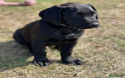 Labrador Retriever dogs for sale: 🐾Ready Now🐾Black Male FTCH Pedigree Forward Pups - Image 11