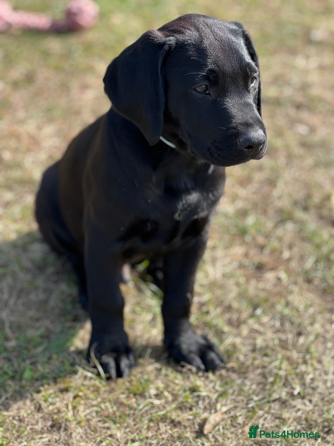 Labrador Retriever dogs for sale: 🐾Ready Now🐾Black Male FTCH Pedigree Forward Pups - Image 11