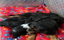 Cavalier King Charles Spaniel dogs for sale: ⭐️ fully Health tested KC reg cavalier puppies  - Image 4