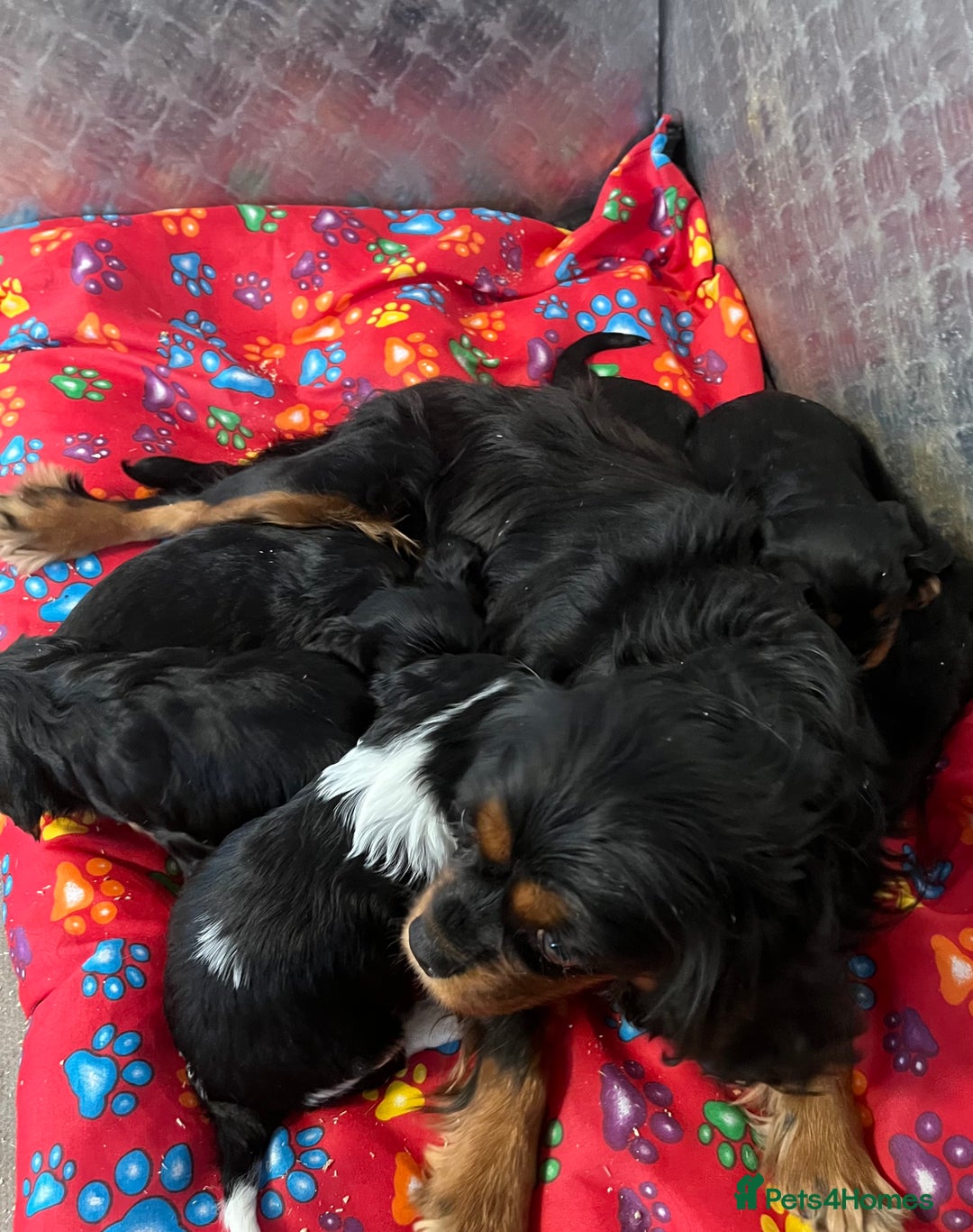 Cavalier King Charles Spaniel dogs for sale: ⭐️ fully Health tested KC reg cavalier puppies  - Image 4