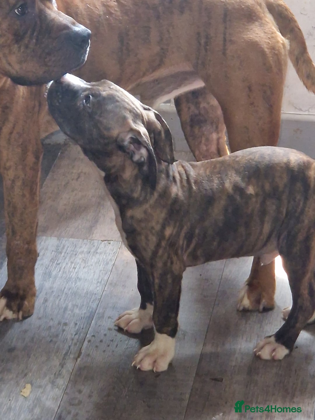 Mixed Breed dogs for sale: Presa/American Johnson bulldog - Image 1
