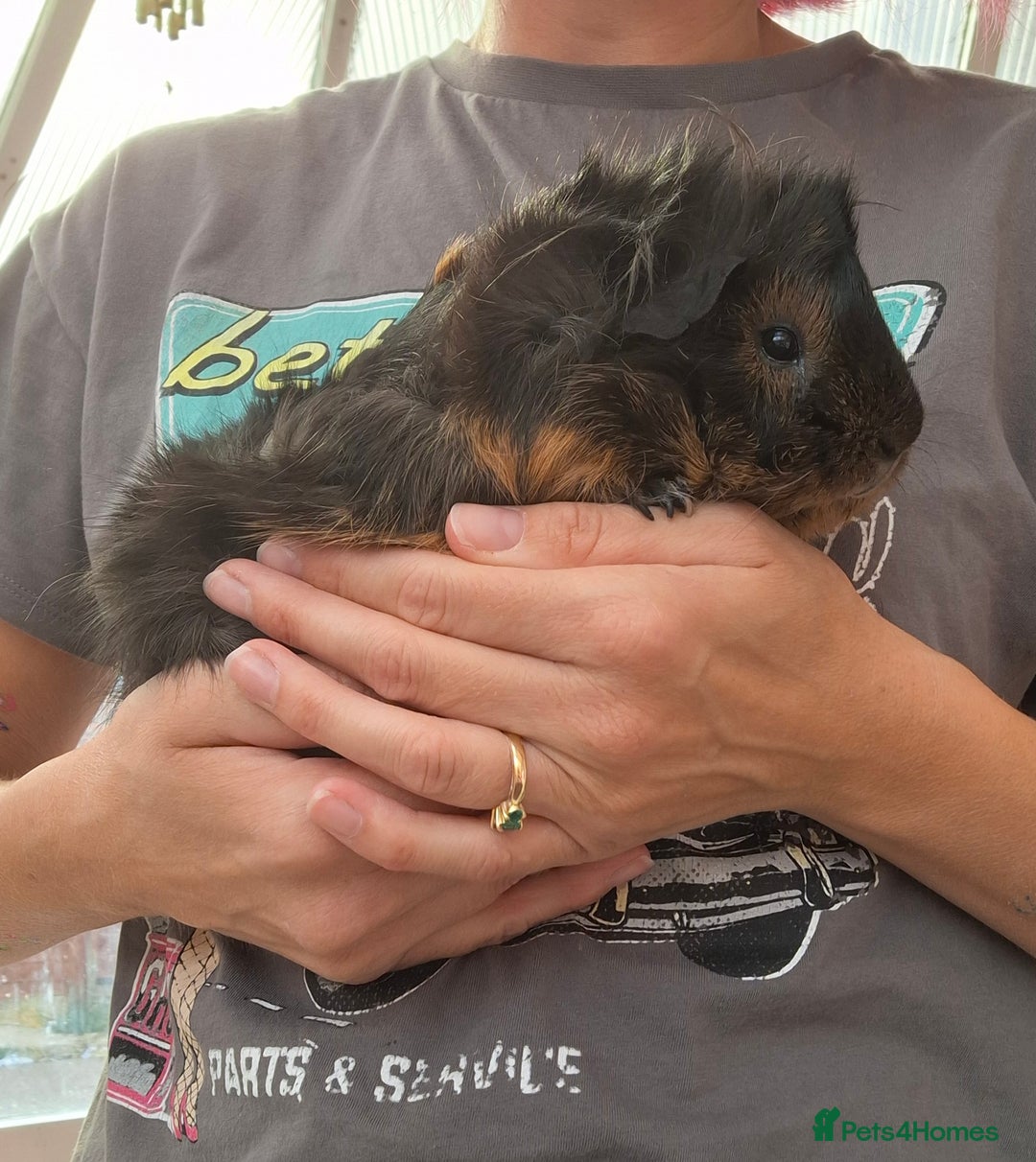 Guinea Pig rodents for sale: Female Abyssinian black & Ginger Guinea Pig  - Image 6