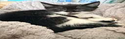 Mixed Breed cats for sale: 5 Adorable ragdoll cross kittens  in London - Advert 17