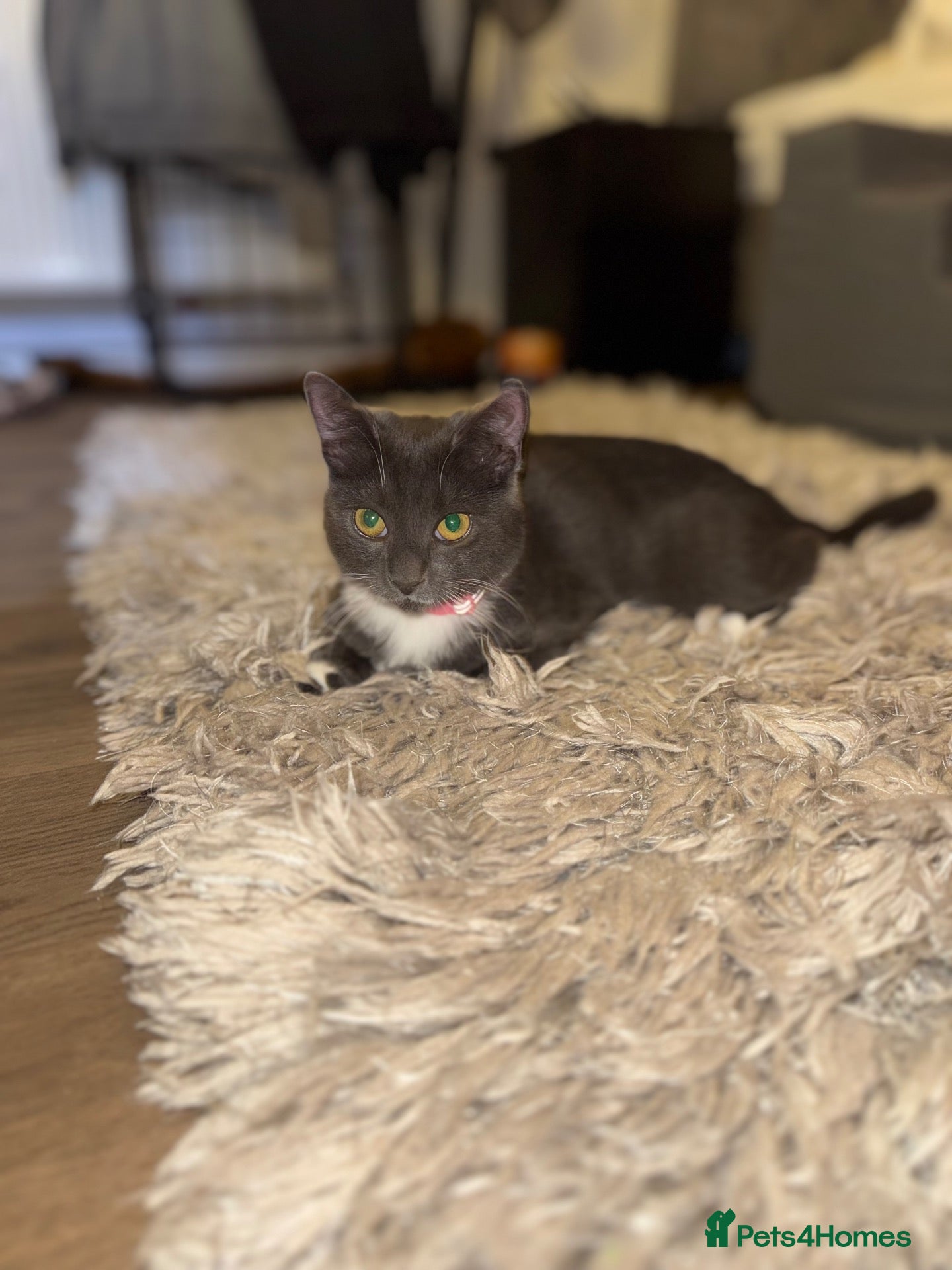 British Longhair cats for sale: Female kitten  - Advert 6