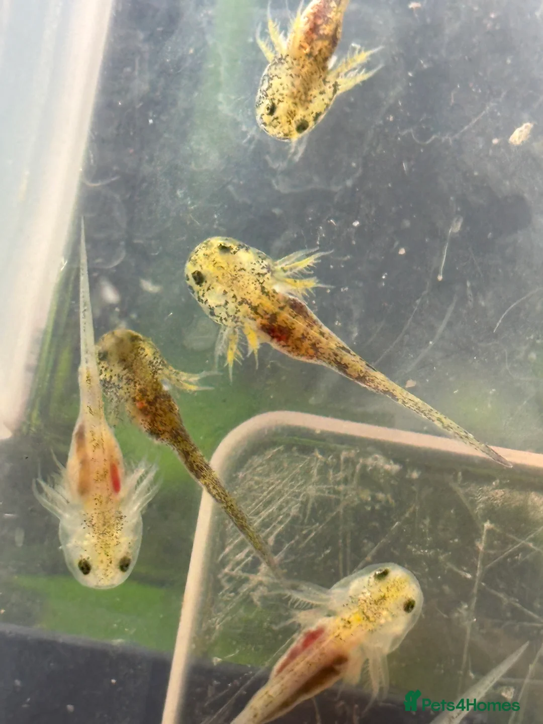 Axolotl reptiles for sale: Baby axolotl for sale - ready in 4 weeks  - Advert 1