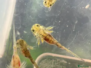 Axolotl reptiles Baby axolotl for sale - ready in 4 weeks - Advert 5