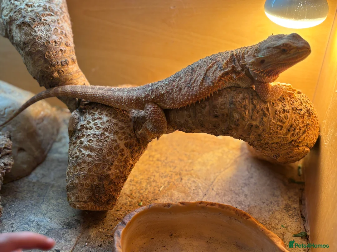 Bearded Dragon reptiles for sale: Bearded Dragon looking for a loving home - Advert 5